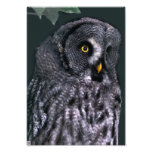 Hibou de grand gris photographie