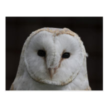 Hibou de grange cartes postales