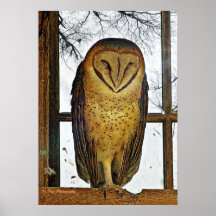 Hibou de grange poster