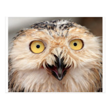 Hibou de Milou Carte Postale