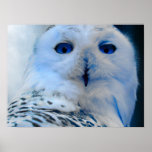 Hibou de neige observé par bleu poster