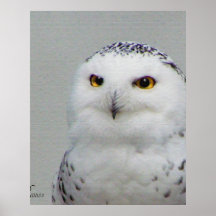 hibou de neige affiche