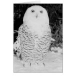 Hibou d'hiver cartes