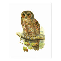 Hibou en bois chiné carte postale