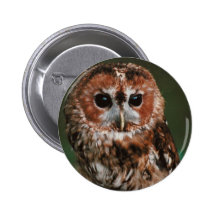 Hibou fauve de bébé badge avec épingle
