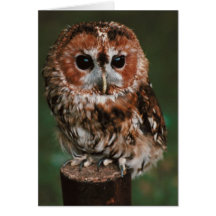 Hibou fauve de bébé cartes de vœux
