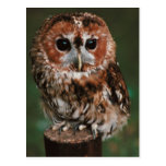 Hibou fauve de bébé cartes postales
