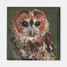 Hibou fauve de bébé magnets pour réfrigérateur