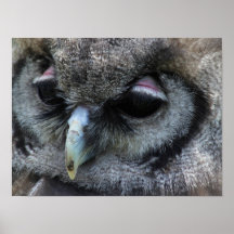 Hibou mignon affiche