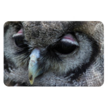 Hibou mignon magnet