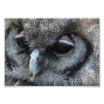 Hibou mignon photo d’art