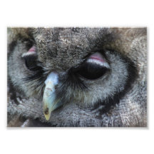 Hibou mignon photo d’art
