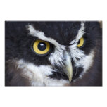 Hibou noir et blanc de Specacled Photos D’art