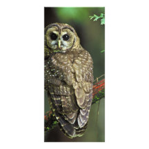 Hibou repéré du nord double cartes customisées