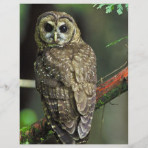 Hibou repéré du nord prospectus avec motif