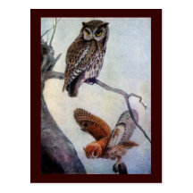 Hiboux de cri strident orientaux carte postale