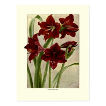 Hippeastrums (amaryllis) cartes postales
