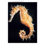 Hippocampe - espèces de hippocampe cartes de vœux