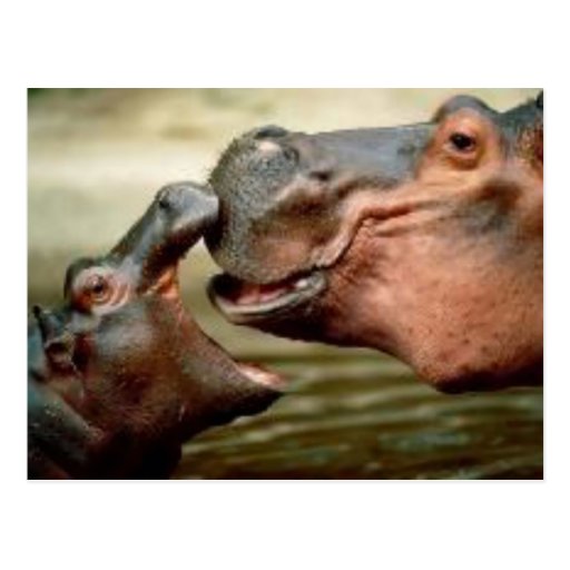 HIPPOPOTAME CARTE POSTALE