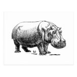 Hippopotame Cartes Postales