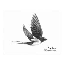 Hirondelle en vol cartes postales