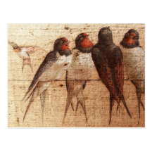 Hirondelles de grange carte postale