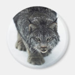 Hiver de Lynx Magnets Pour Réfrigérateur