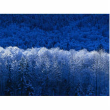 Hiver Photo Sculptures