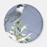Hiver sauvage d'oiseau aimant