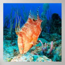 Hogfish Posters