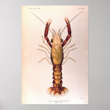 Homard dans le du quatrième étage affiche