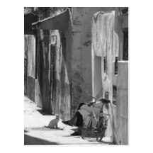 Homme et chat cartes postales