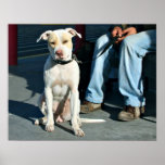 Homme et chien sans abri #2 poster