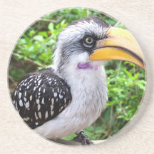 Hornbill bird close up looking at camera beverage coaster
