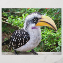 Hornbill bird close up looking at camera flyer