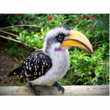 Hornbill bird close up looking at camera photo sculptures