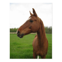horse2 cartes postales
