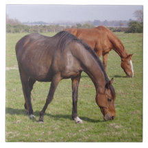 Horses - Chevaux Carreau