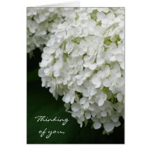 Hortensia blanc carte de vœux