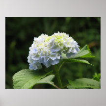 Hortensia bleu posters