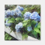 Hortensia bleu sur la barrière blanche aimant