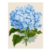 Hortensia bleu vintage carte postale