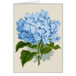 Hortensia bleu vintage cartes de vœux