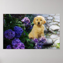 Hortensia d'affiche de golden retriever