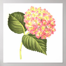 Hortensia rose affiche