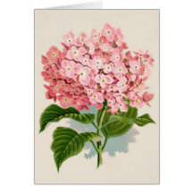 Hortensia rose vintage carte
