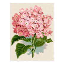 Hortensia rose vintage carte postale