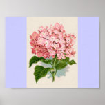 Hortensia rose vintage posters