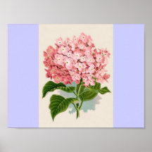 Hortensia rose vintage posters