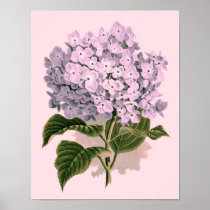Hortensia vintage en affiche violette posters